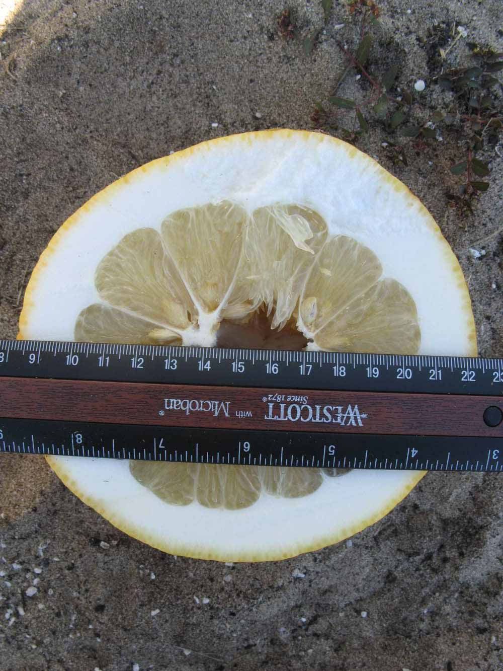              Fruit cross-section (Winter Haven, FL)       